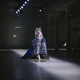 Animal High-Fashion Runway Show