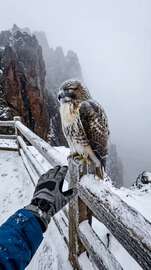 Frozen Eagle Rescue