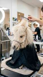 Miniature Horse Haircut Comedy