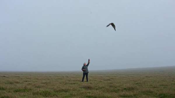 Falcon Moorland Documentary