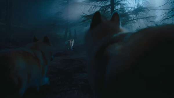 Wolf Pack Sprinting Forest