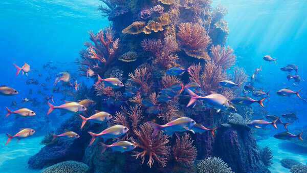 Coral Reef Tropical Fish and Sea Turtle