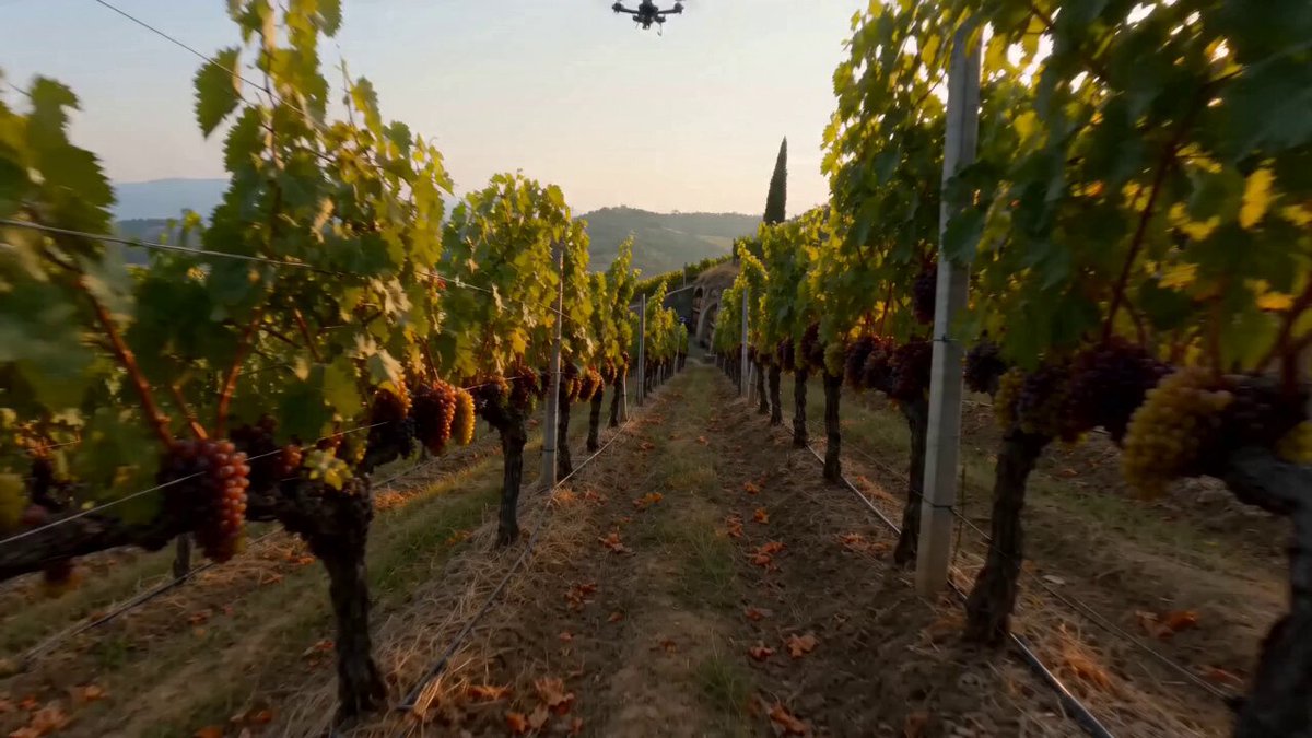 FPV Racing Through Gaziura Vineyards