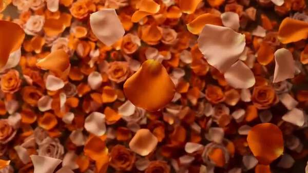 Nike Rose Petal Commercial Sequence