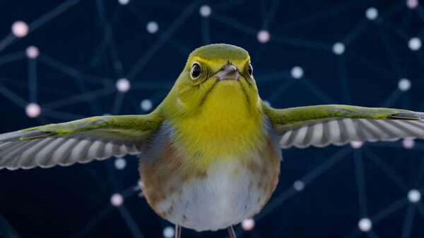 Wireframe Songbird with Neural Network