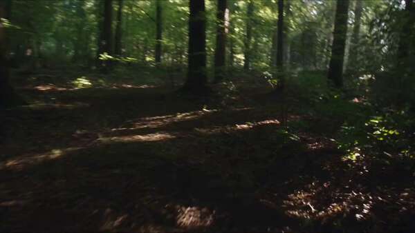 Bigfoot Forest Found Footage
