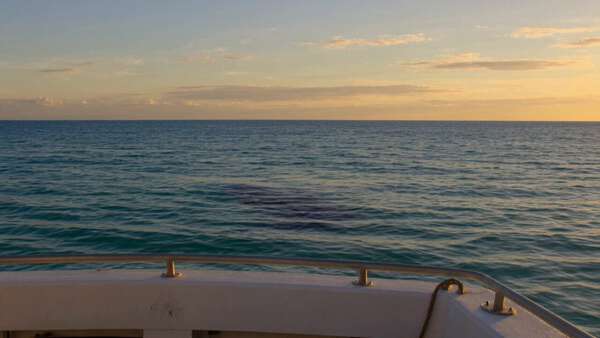 One Whale Breach, Two Viewpoints