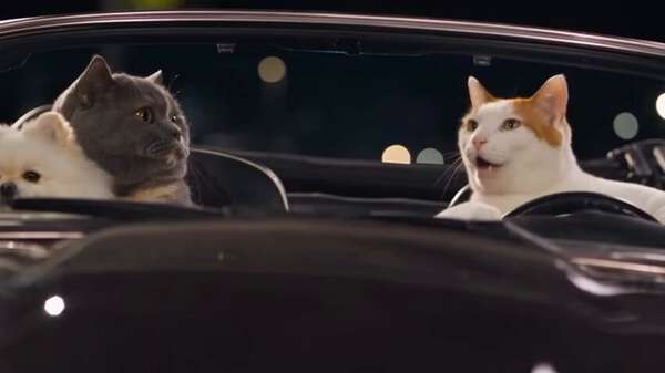 Cats Cruising Downtown at Midnight