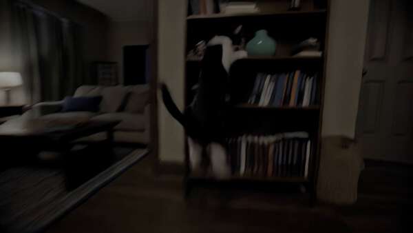 A Cat Wrecks the Whole Neighborhood
