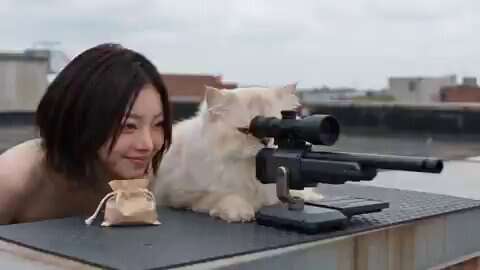 A Cat Sniper With A Tricky Shot